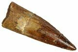 Fossil Spinosaurus Tooth - Real Dinosaur Tooth #353000-1
